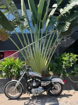 Harley davidson sportster 1200 2003 seri anniversary 100thn