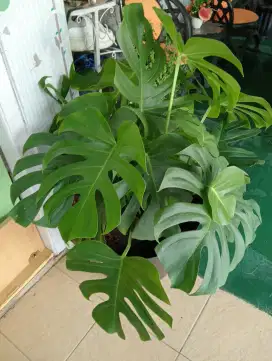 Tanaman monstera