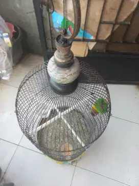 Burung Lovebird + Kandang