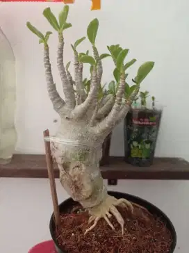 Adenium nomsod akar emas