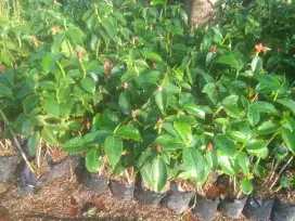 Pohon hias pacing pentul