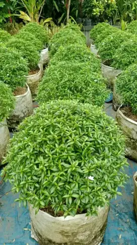 Pohon hias staberna mini hijau