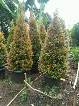 Pohon pucuk merah