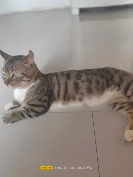 Jasa pacak kucing munchkin ganeta kinkalaow standard