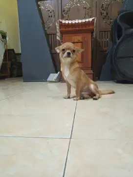 CHIHUAHUA MINI RAS MURNI