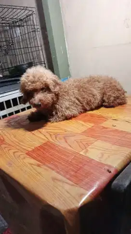 Sale red toy poodle