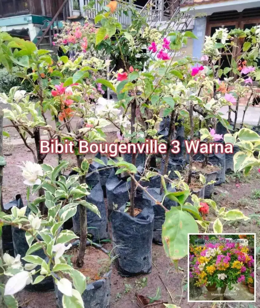 Bibit Bougenville 3 Warna