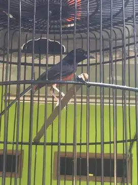 Muraibatu non gembung