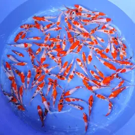 Ikan hias koi Kohaku sanke doitsu size 10~13cm f1 import