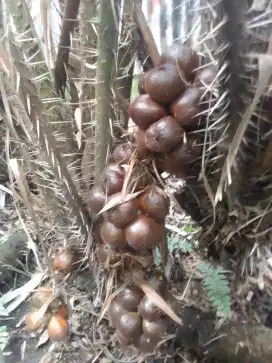 Salak pondok dan bogor