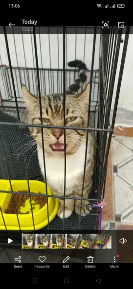 Jasa pacak kucing munchkin ganeta kinkalaow standard