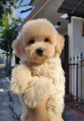 Anakn Maltipo, Pompoo, dan ShihPoo mix Murah