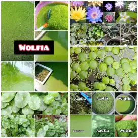 Wolfia pakan ikan dan ternak