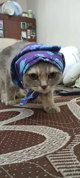Kucing british short hair kaki panjang lucu