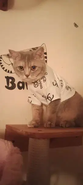 Kucing british short hair kaki panjang lucu