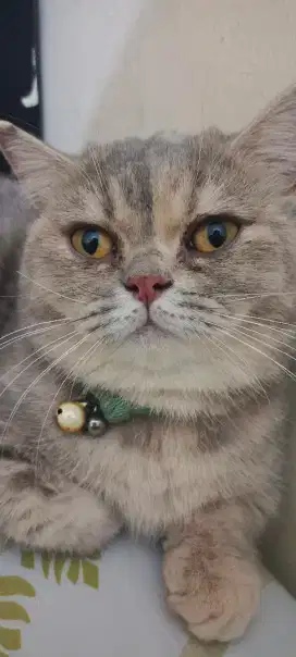 Kucing british short hair x muckhin lucu boleh dinego