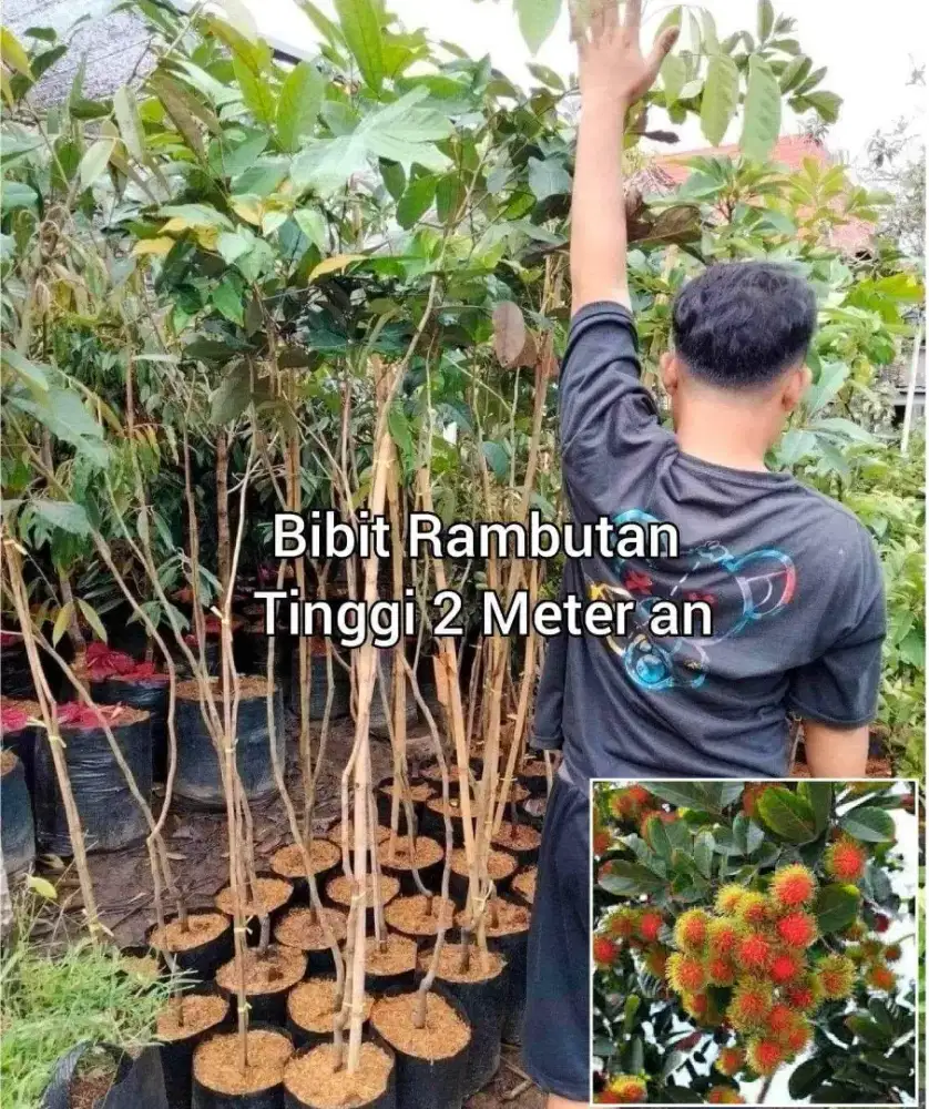 Bibit Rambutan Tinggi 2 Meter an