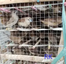 Burung emprit pipit untuk lepas dan pakan predator