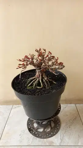 BONSAI WARU MERAH TOP BOGEL