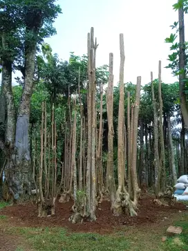 Pohon pule putih