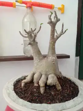 Adenium taisoco prokar