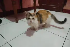 Kucing munchkin betina