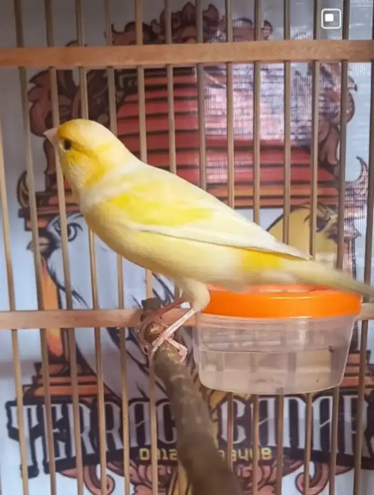 Kenari loper gacor warna cerah