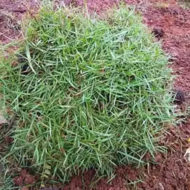 jasa pembuatan taman