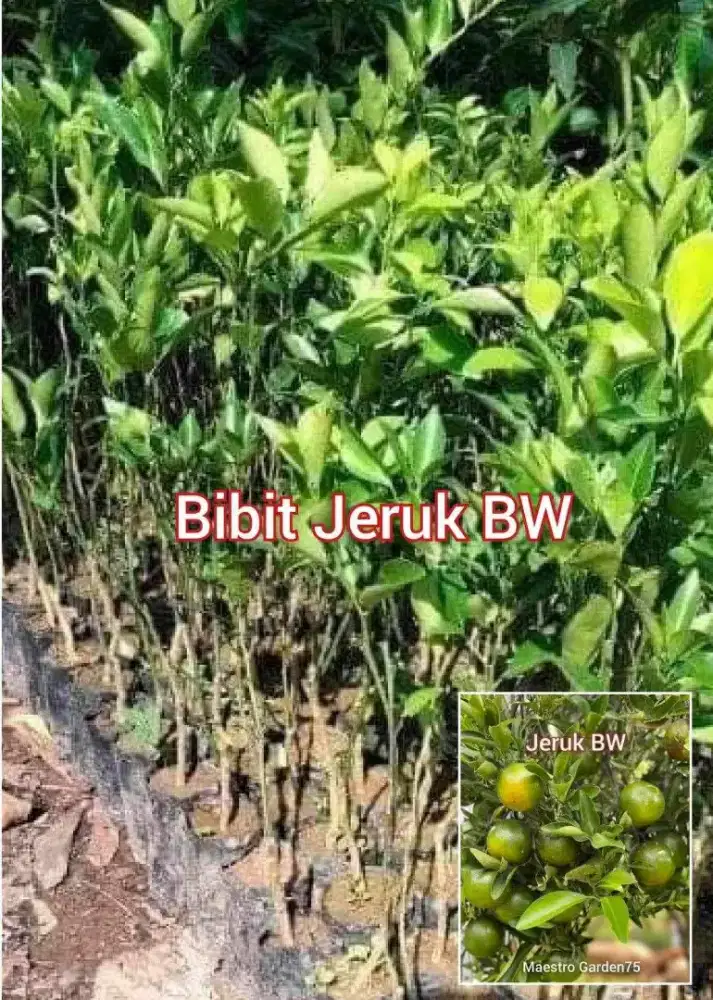 Bibit Jeruk BW 50 cm +