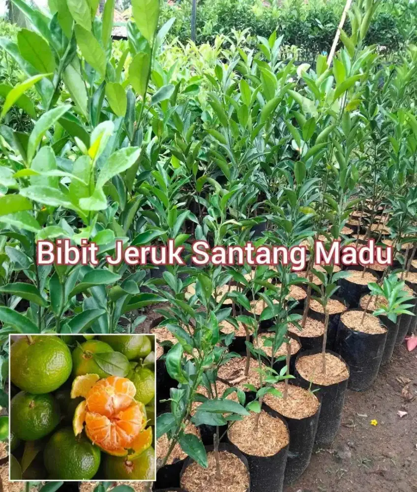 Bibit Jeruk Santang Madu Tinggi 50 cm