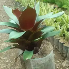 Pohon hias bromelia giant