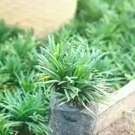 Pohon kucai mini