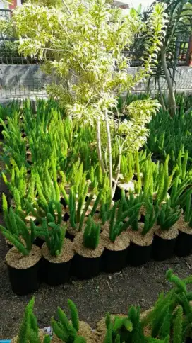 Pohon hias ekor tupai