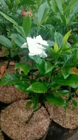 Pohon hias melati kaca piring