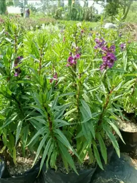 Pohon hias jodiak