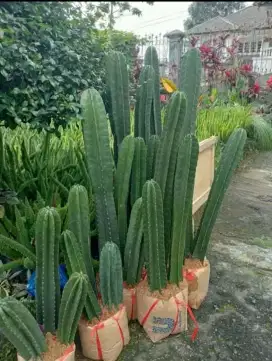 Pohon hias kaktus koboi