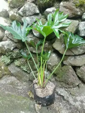 Pohon hias pilo seloum/dendrum/filo jari