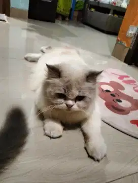 Kucing Persia flatnose