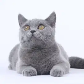 Kucing Kitten British Short Hair Jantan