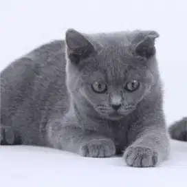 Kucing Kitten BSH Betina Non-Ped