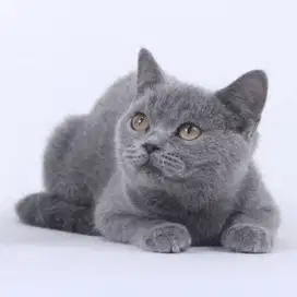 Kucing BSH Jantan