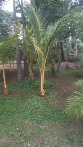 Pohon kelapa gading kuning tinggi 2/3 meter daun