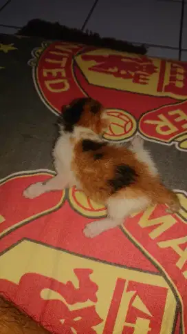 Calico/Belang 3 Jantan