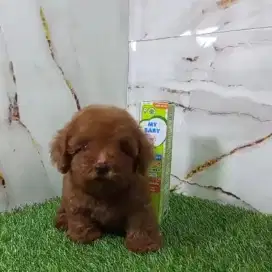 Anakan Tiny Poodle Red, Fawn, White, Black & Silver Toy Poodle Murah