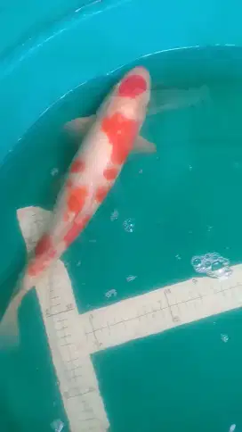 Ikan koi Kohaku pola Sakura HQ 41cm Blitar