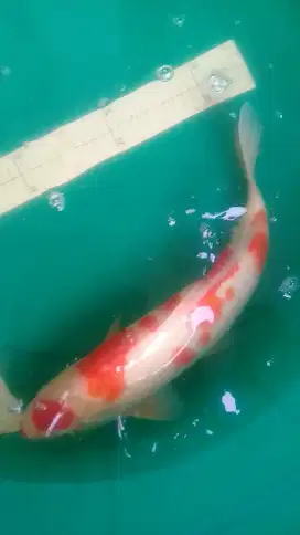 Ikan koi Kohaku 42cm merah original pola