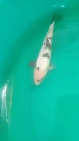 Ikan koi Shiro Ginrin 26cm bagus hq