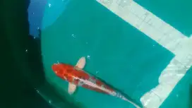 Ikan koi Kujaku Doitsu 31cm dari Blitr