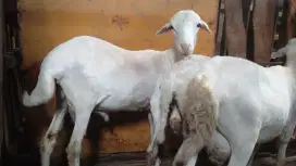 kambing untuk aqiqah qurban dan syukuran