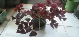 Bunga Kupu-Kupu (Oxalis Triangularis)